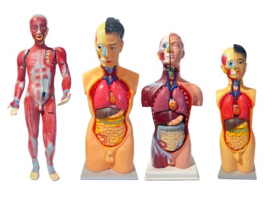 Anatomical 3D models