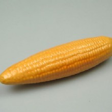 Corn Model