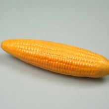 Corn Model