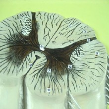 Барельефная модель 