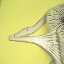 Барельефная модель 