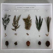 различных видов и форм сосны - образец