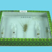 жизненный цикл пшеницы гербарий