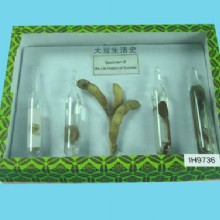 жизненный цикл из сои гербарий