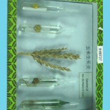 жизненный цикл кукурузы гербарий