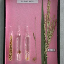 жизни риса гербарий 