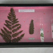 жизненный цикл папоротником гербарий