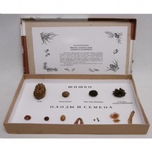 высокое качество семенного набор биологии использовать дерево 