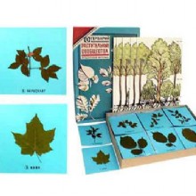 лист представления гербарий 