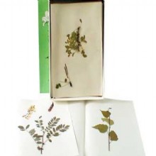 Гербарий Деревья и кустарники (20 видов)