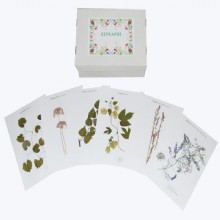 Гербарий Дикорастущие растения (28 видов)