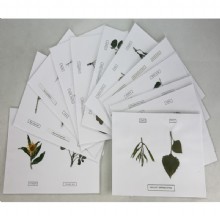 Гербарий Лекарственные растения (20 видов)