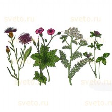 Гербарий Медоносные растения (24 вида)