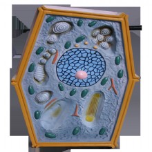 моделирование клеток растительных клеток