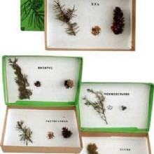 сосновые деревья образцы гербарий - 5 видов 
