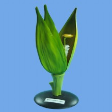 Модель цветка подсолнечника