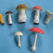 пищевые и токсичные грибы  