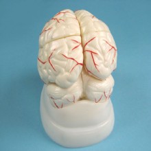 Модель “Мозга с артерией ” 