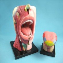 Модель “Языка с подогревом”