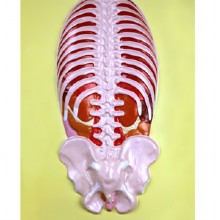 прав грудная клетка, грудной клетки и кишечника, барельеф модель 