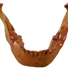 животное зубы и нижней челюсти, барельеф модель 