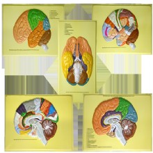 человеческий мозг (долей, сигналов, cytoarchitectonic областях), барельеф модель 