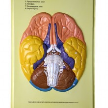 человеческий мозг уши, барельеф модели (а)