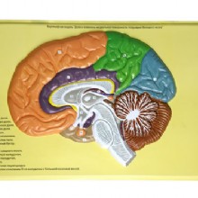человеческий мозг уши, барельеф модели (b)