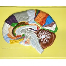 человеческий мозг уши, барельеф модели (c)