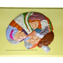 человеческий мозг уши, барельеф модели (e)
