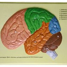 человеческий мозг уши, барельеф модели (d)