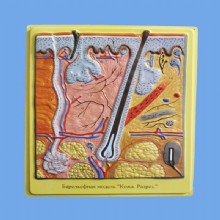 Барельефная модель 