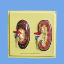 Барельефная модель 