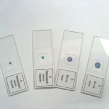 микропрепарат комплекс  120 таблеток