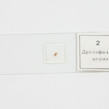 микропрепарат комплекс  3 таблеток