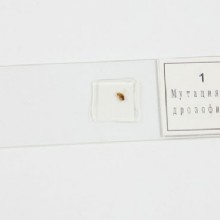 микропрепарат комплекс  3 таблеток