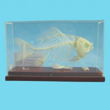 Скелет рыбы