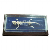 скелет модель ящерицы 