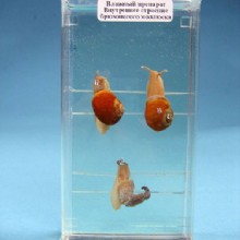 Влажный препарат Внутреннее строение брюхоногого моллюска