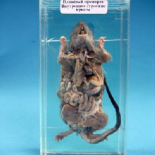 Влажный препарат Внутреннее строение крысы