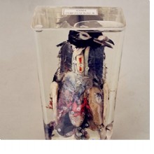 Влажный препарат Внутреннее строение птицы