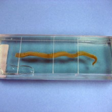 моллюск - образец