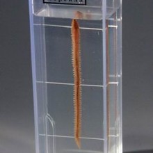 Влажный препарат Нереида