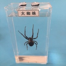 Влажный препарат Паук