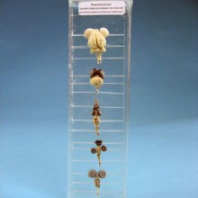 Влажный препарат  Мозг позвоночных(5шт.)