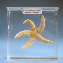 погружение морская звезда образца 