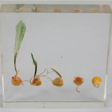 Образец смолы “Кукурузные растения зародыши