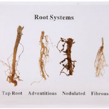 корневой растения (четыре вида)