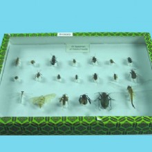 образец Полезный