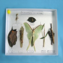 образец Камуфляжное насекомое